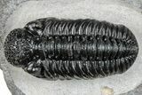 Phacopid (Adrisiops) Trilobite - Jbel Oudriss, Morocco #255588-2